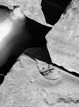 Just like on Little Alberta, Woolley and Diadem, there was a ton of Trilobite fossils on Mushroom Peak.