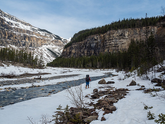 The skis are back on! Ben skins along the Robson River on route to the Emperor Hill just ahead to the right.