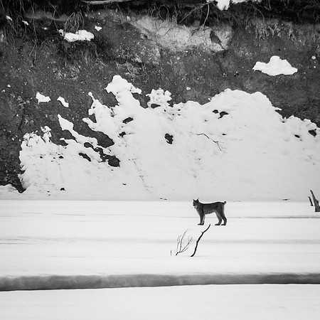 A large Canadian Lynx watches me from across the North Saskatchewan River.