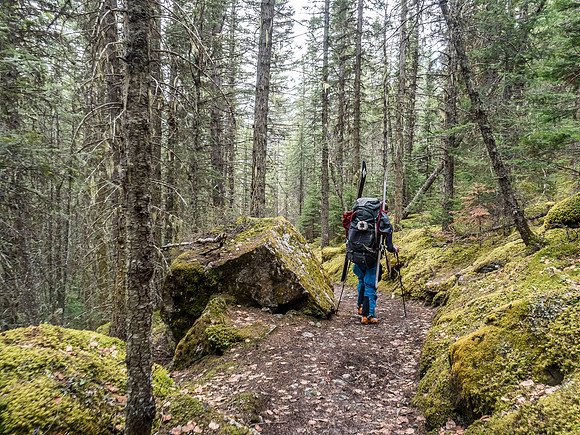 Skiing through a rain forest has its disadvantages. There's not a lot of snow... ;)
