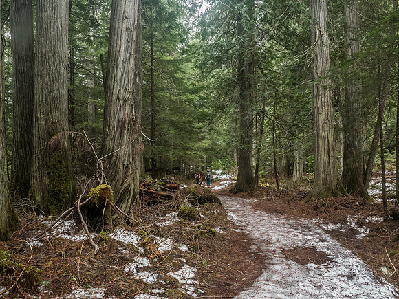Back amongst the huge cedars that are actually not supposed to exist this far west. Thanks to Robson generating so much moisture, they love it here!