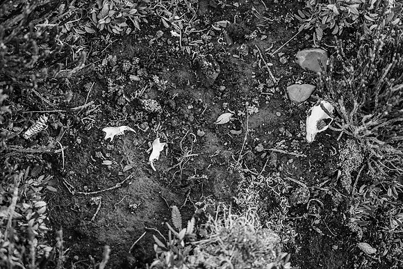 Marmot remains - maybe a grizzly got him?
