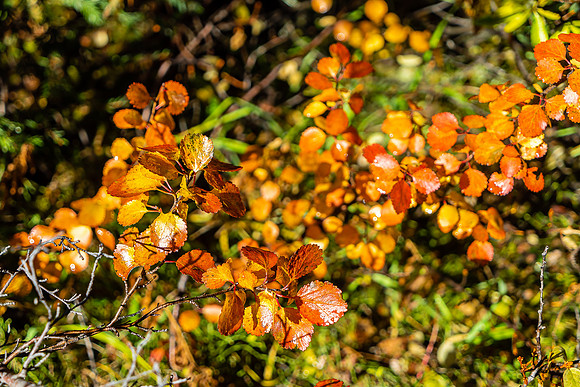 A beautiful hike back to the parking lot down Nigel Creek.