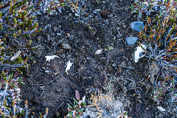 Marmot remains - maybe a grizzly got him?