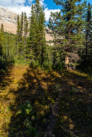 Returning to camp up the Cataract Creek trail.