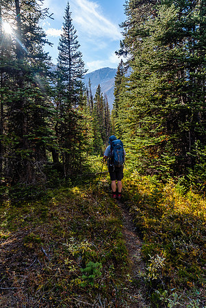Massive amounts of bear diggings all along the Cataract Creek trail.