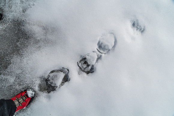 Bear tracks?  We followed these tracks from the valley floor to almost the entire upper ridge on Willis.