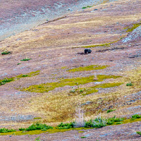 Watching the large grizzly at work was one of the coolest things I've done this year.