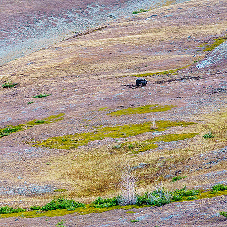 Watching the large grizzly at work was one of the coolest things I've done this year.