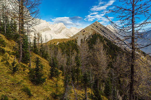 A veritable carpet of larch needles!