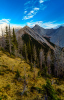 First good view of Nomad with a carpet of larch needles in the foreground.