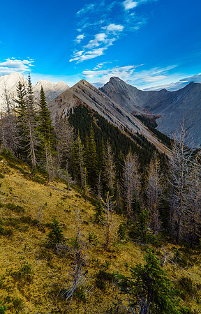 First good view of Nomad with a carpet of larch needles in the foreground.