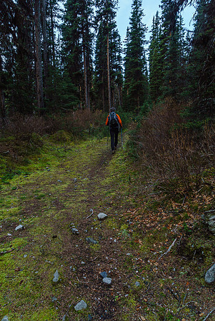 On the old logging road, just across Invincible Creek.