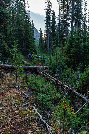 This is the state of the old logging road.