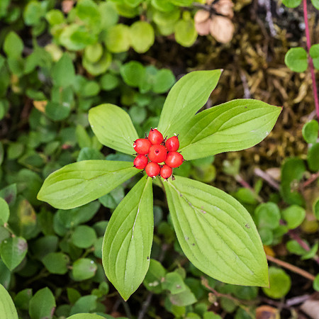 Bunchberries are out. Summer must be ending.
