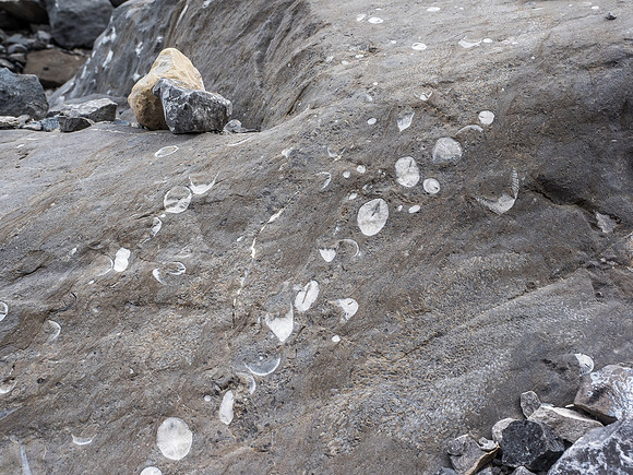 Incredible fossil landscapes.