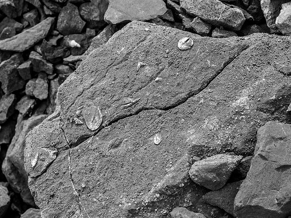 Fossil distractions.