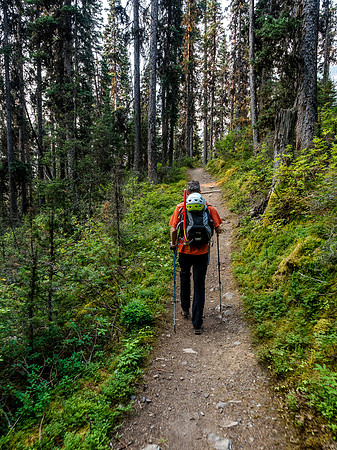 The forest is nice and green and the trail towards The Forks Campground is fast.