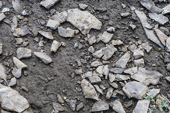 Fossils everywhere.
