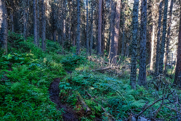 The trail around Hidden Lake is in good shape.