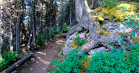 This tree has completely enveloped a rock with its roots.
