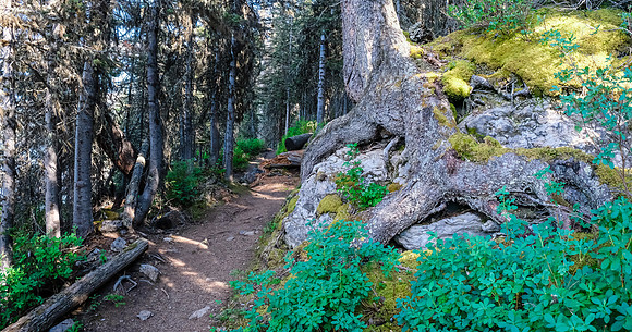 This tree has completely enveloped a rock with its roots.
