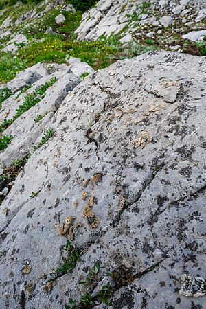 Fossils everywhere.