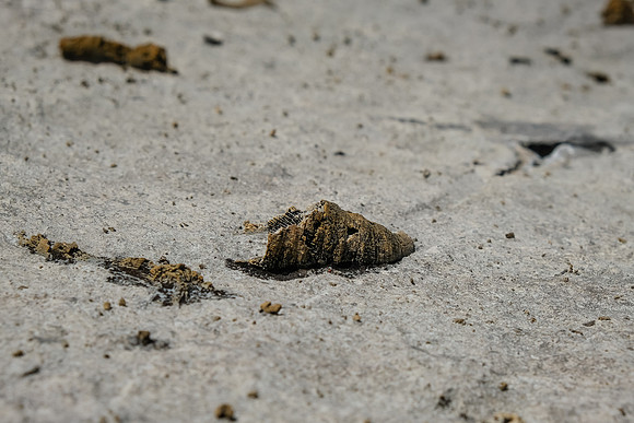 Fossils everywhere.