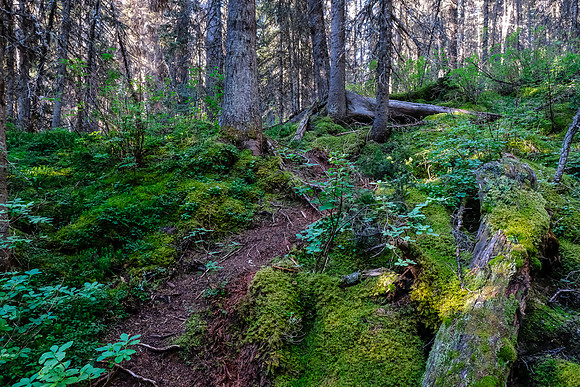 The shortcut trail into Hidden Lake is well defined but less used.