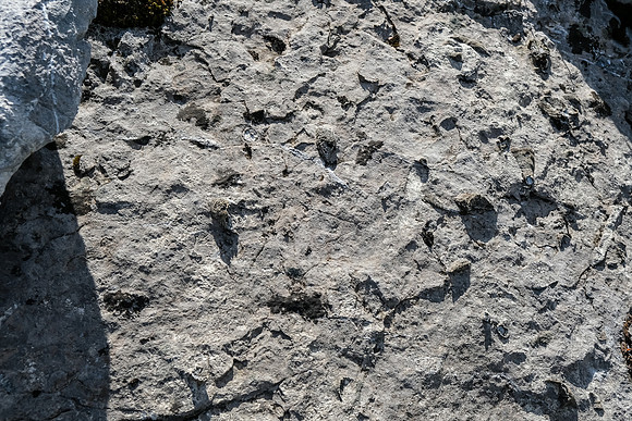 Fossils.