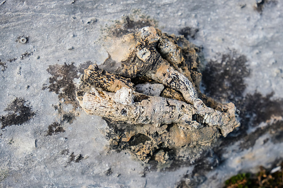 Fossils.
