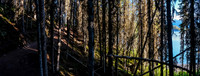 The trail around the Upper Kananaskis Lake is nice in the early morning lighting.