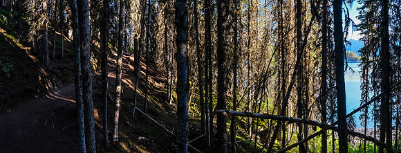 The trail around the Upper Kananaskis Lake is nice in the early morning lighting.
