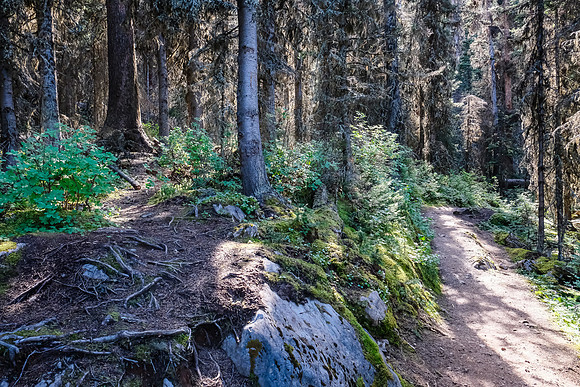 The trail leaving the Upper Kananaskis Lake trail at left.