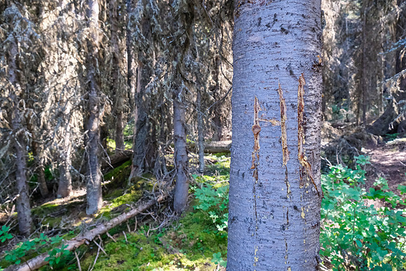 This is the trail marker. :)