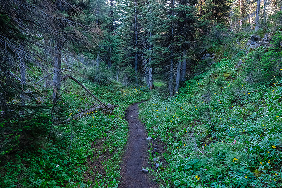 Following the Aster Lake approach trail.