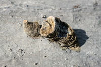 Fossils.