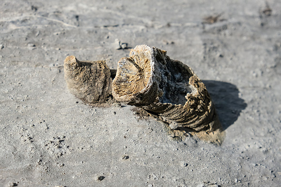 Fossils.