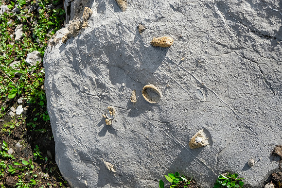 Fossils.