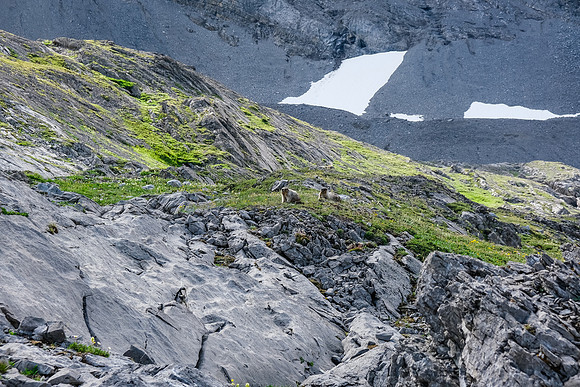 Curious marmots.