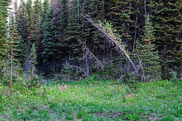 Lots of wildflowers.