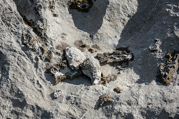 Fossils.