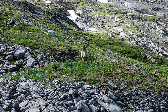 Curious marmots.