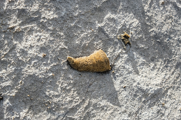 Fossils.