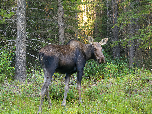 A calf moose on the way out along Fox Creek.