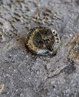 There's a reason they're called "Fossil" falls...