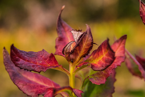 Fall colors near camp.