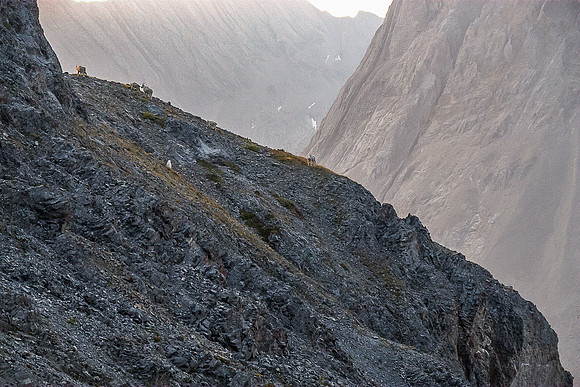 The goats we saw on our traverse between Three Isle Peak and Putnik's south slope.