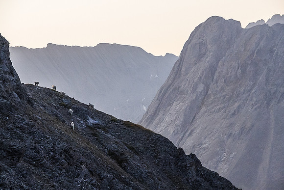 The goats we saw on our traverse between Three Isle Peak and Putnik's south slope.