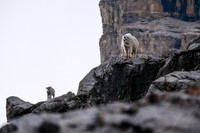 Curious Mountain Goats.